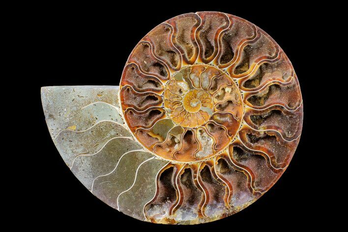 Cut & Polished Ammonite Fossil (Half) - Crystal Chambers #162324
